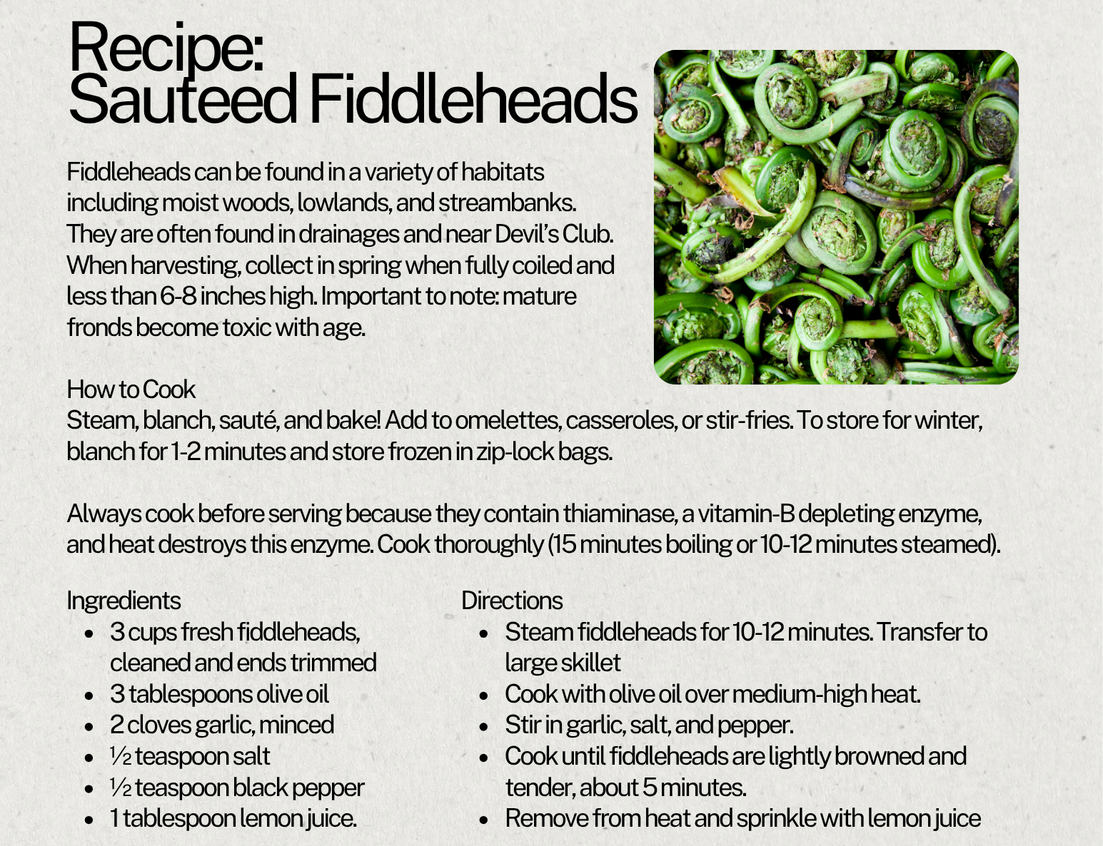 Fiddlehead Fern (Ostrich Fern)