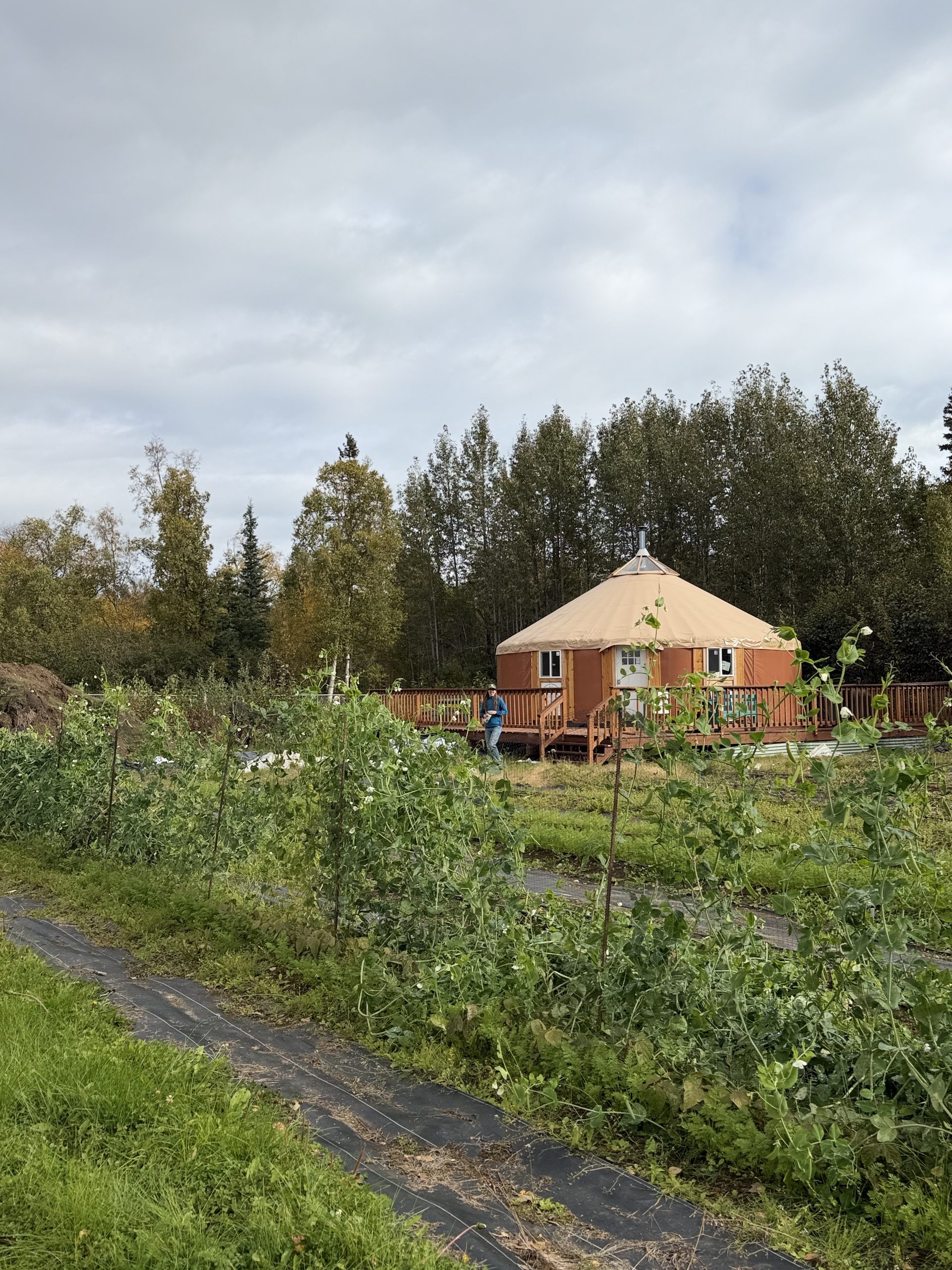 Locally packed harvest boxes