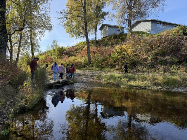 Tyonek youth identifying salmonids in stream