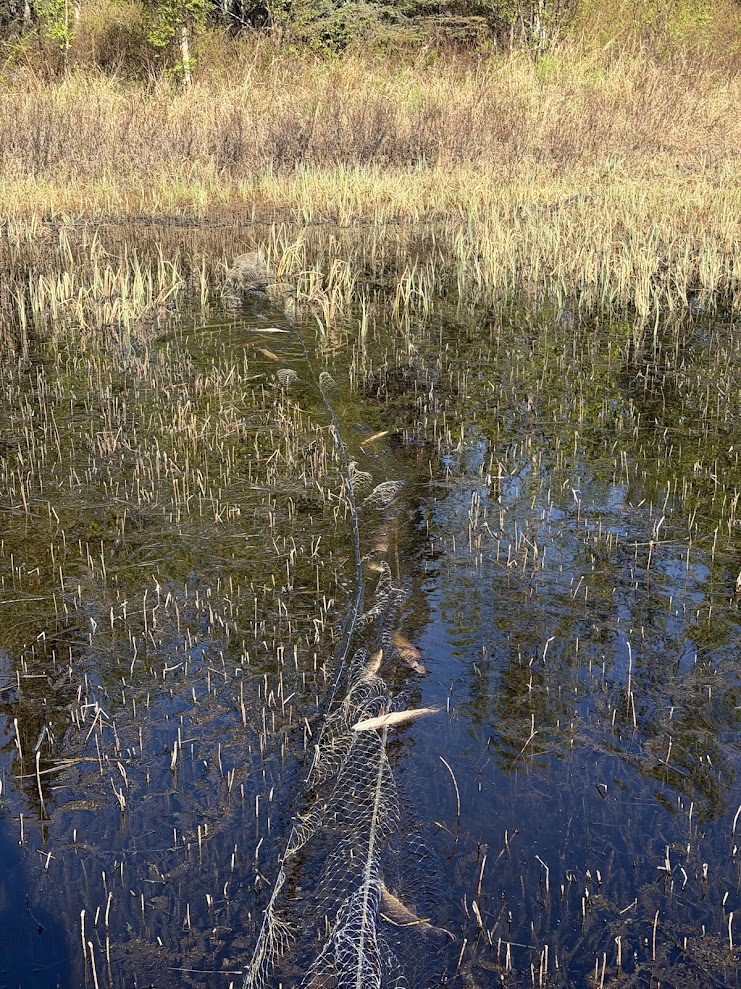 Gillnet full of captured invasive northern pike
