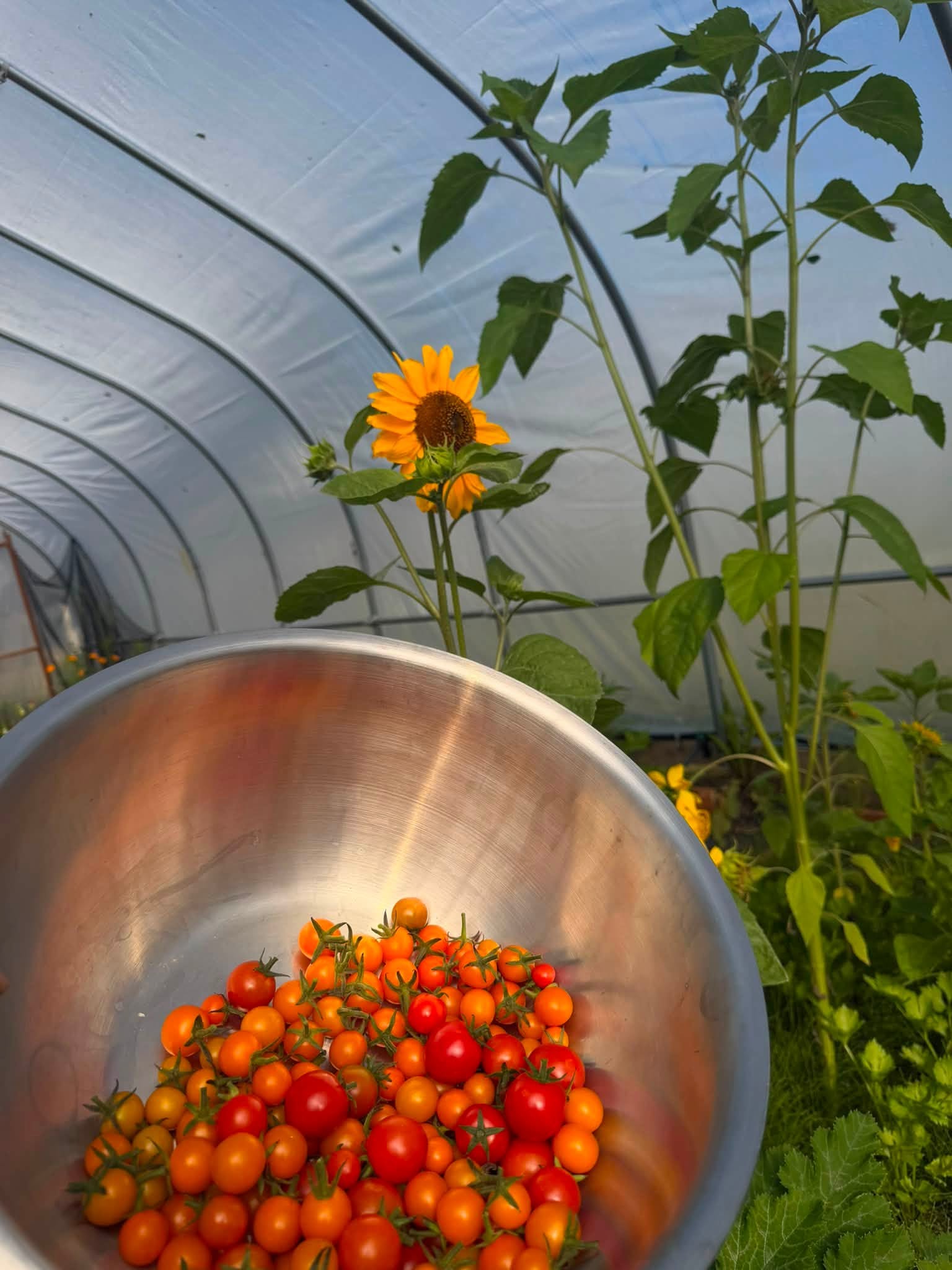 Tyonek high tunnels and community garden structure